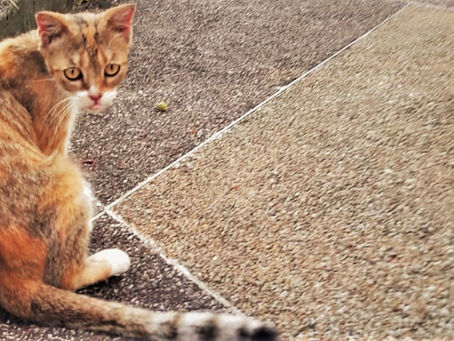 Part 1: A Purr-fect Kind Of Love - Everybody's Cat