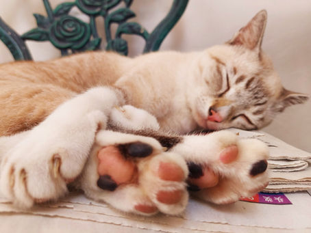 Of Cats And Paws