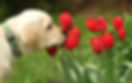 Yellow pup flowers.jpg