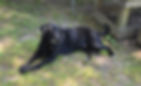 TBDMrBlack02
