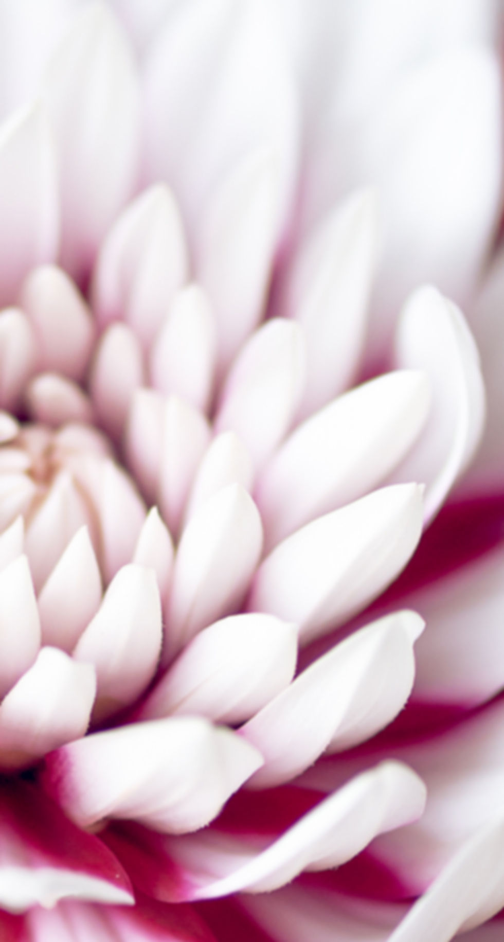 bunch-of-red-and-white-dahlias-2021-09-04-16-27-02-utc.jpg