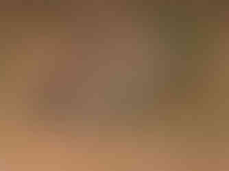 A Jerdon's shieldtail (Uropeltis jerdonii), a small , burrowing snake with a distinctive shield-shaped tail, native to the Western Ghats of India, specifically photographed in Sirsi, Karnataka.