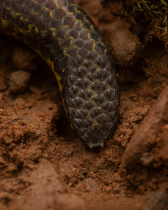 A Macro Image of Jerdon's Shieldtail's Tail from Sirsi,Karnataka.