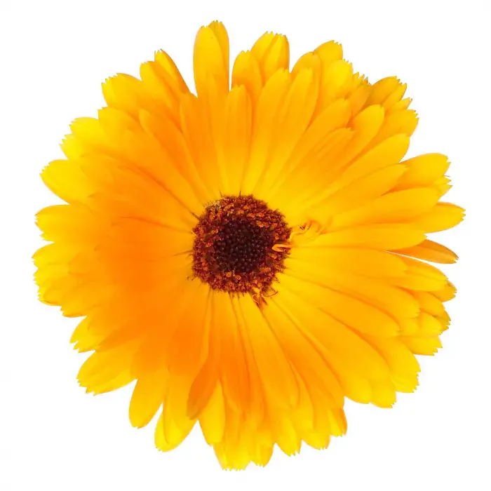 Thumbnail: Calendula Repair Balsem