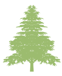 Full grown cedar