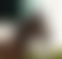 Fohlenjahrgang 2021 - Ausblicke