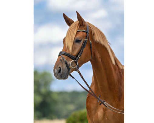 Lorenco Quadrat.png