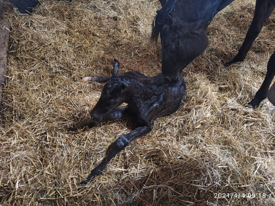 Ein Ostergeschenk: RICHARD LÖWENHERZ v. Shapiro u. d. Renaissance v. Millennium 