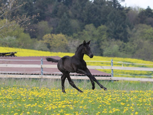 Frühlingsboten 2022: Waisenfohlen Polardichter - du bist und bleibst etwas ganz Besonderes