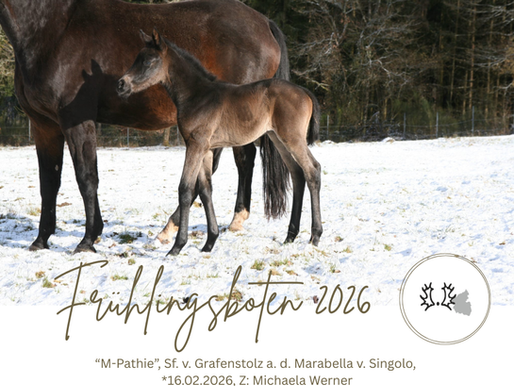 Frühlingsboten 2026 Fohlen