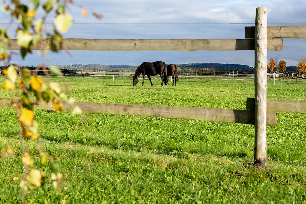 Schon gewusst? Wir bieten in begrenztem Maße Fohlenaufzuchtsplätze (nur Stutfohlen) sowie Plätze für Zuchtstuten, Rentner und nicht gerittene Pferde (Rekonvaleszenz) an