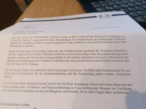 Pr.St. Rajah im GP-Programm, sie gehört zu den 10 - 15 besten Stuten m. d. höchsten Dressurzuchtwert