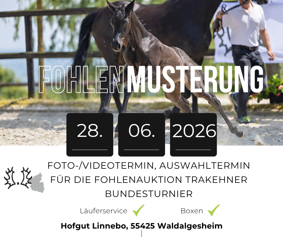 Fohlenmusterung Auktion Trakehner Bundesturnier Vorauswahl 2026 Hofgut Linnebo