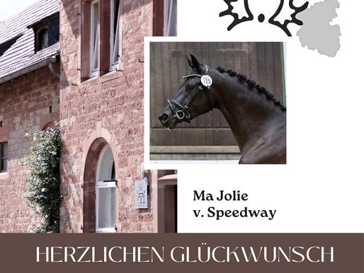 Ma Jolie v. Speedway wird Dritte beim Landesreitpferde-Championat von Rheinland-Pfalz am10.8.2024 in Zweibrücken