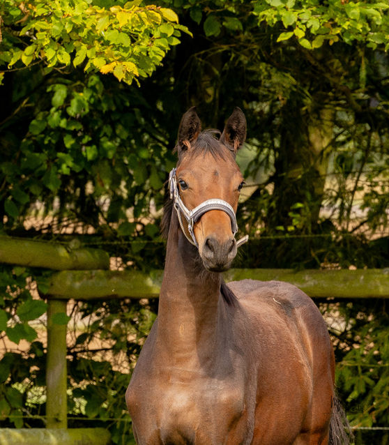 Renée v. Kenneth x Insterburg war heute in Fotografierlaune