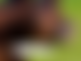 Fohlenaufzuchtsplätze für jeweils ein Stutfohlen frei