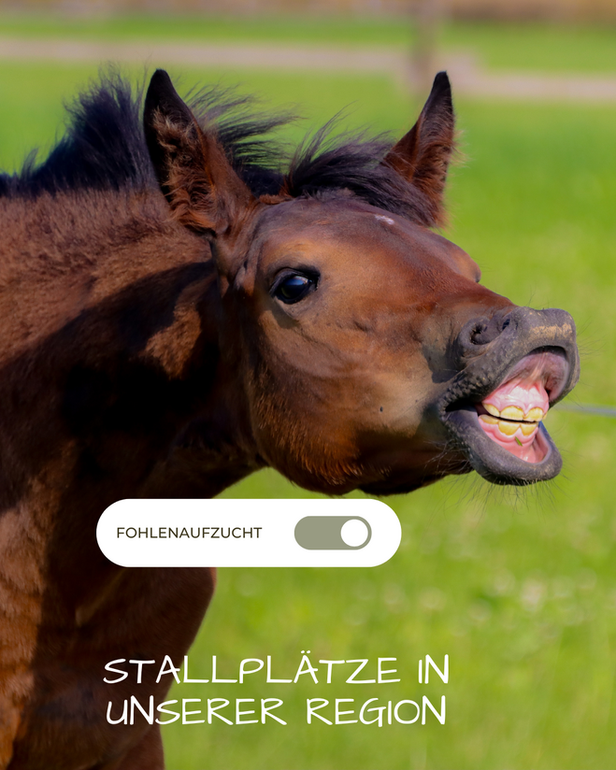Fohlenaufzuchtsplätze für jeweils ein Stutfohlen frei