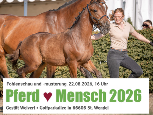 Fohlenmusterungstermin und Fohlenschau auf dem Gestüt Welvert, Veranstaltung Pferd & Mensch am 22.08.2026 um 16.00 Uhr