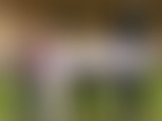 Bericht und Impressionen Fohlenmusterungstermin Nr. 3 am Samstag, den 26.07.2025 bei der ZG Kerstin Müller-Schwender und Markus Schwender/ Walshausen 