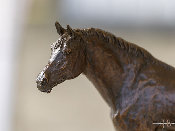 Die Bilder der VII. Trakehner Bundesstutenschau sind online und können fleißig bestellt werden