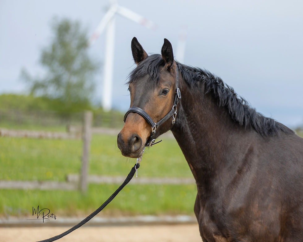 dressurbetontes Nachwuchspferd gesucht fohlen Jährling remonte Embryo Reitpferd Dressurpferd