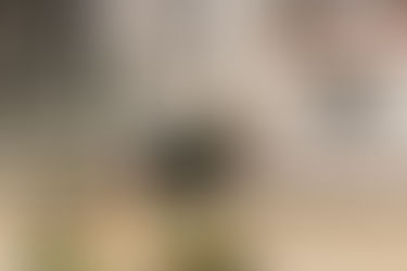 Fulminanter Trakehner Doppelsieg in beiden Altersklassen beim Freilaufchampionat von Rheinland-Pfalz / Saar