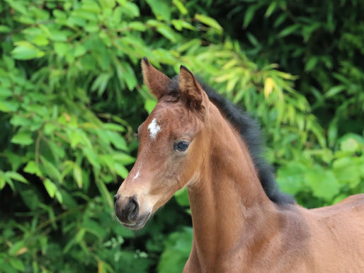 Frühlingsboten 2022: Sport meets perspektivischen Junghengst