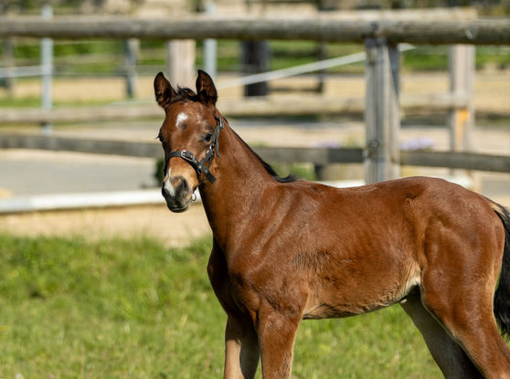 Impressionen von Ravel - Hf. v. Kenneth u. d. St.Pr, Pr. u. E.St. Rebana v. Insterburg x Anduc