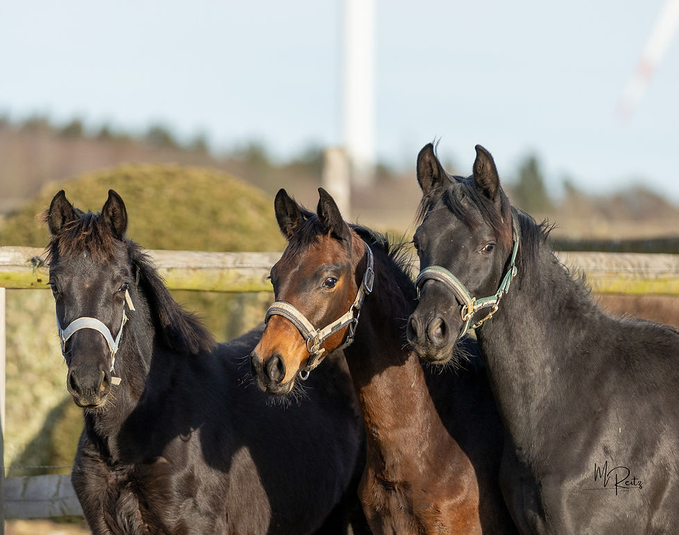 Das 3-Mädel-Haus 2025