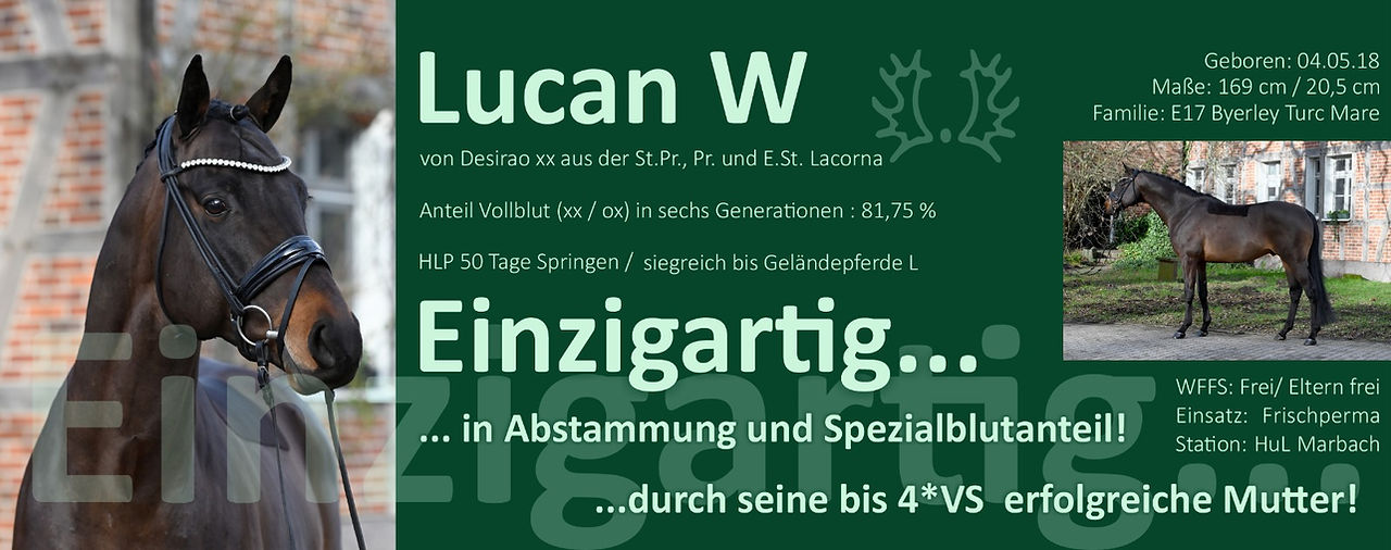 Anteil Vollblut (xx/ox) in sechs Generationen: 81,75 % Mutter bis 4*VS erfolgreich Aufgestellt im HUL Marbach Kontakt: Dr. Annette Wyrwoll Mobil: 0171 654 4550