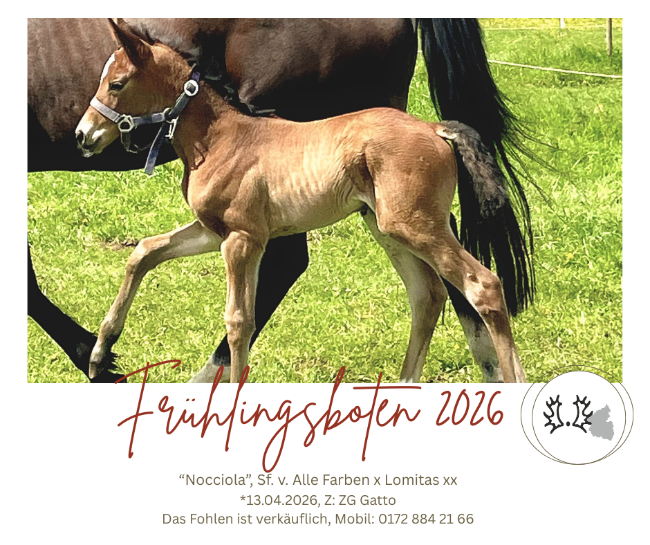 Nocciola alle Farben lomitas gatto