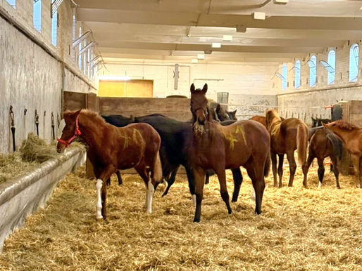Heute war Auszug - Ravel du Soleil zieht um in das Haupt- und Landgestüt Marbach