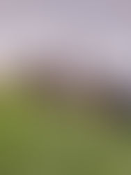 Revali Kasimir Millennium zweiter Platz Dressupferde A 2026