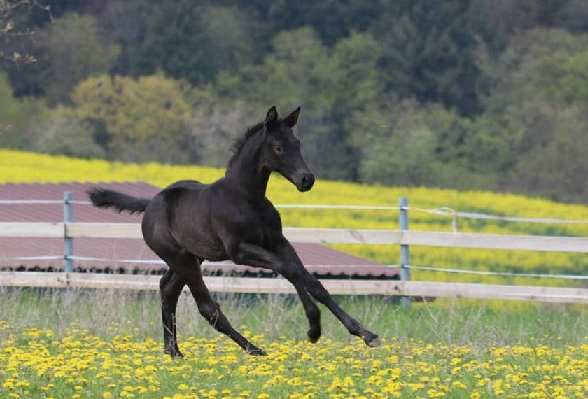 Fohlenmusterungstermin Nr. 4, 14.08.2022, Delmeshof, 66909 Quirnbach