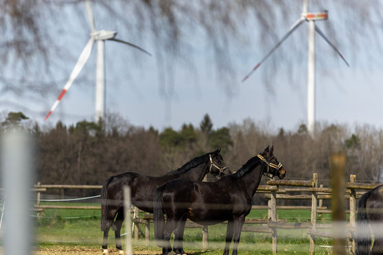 Die Koppelsaison lockt und wir beginnen mit dem Anweiden - die Pferde freuen sich.