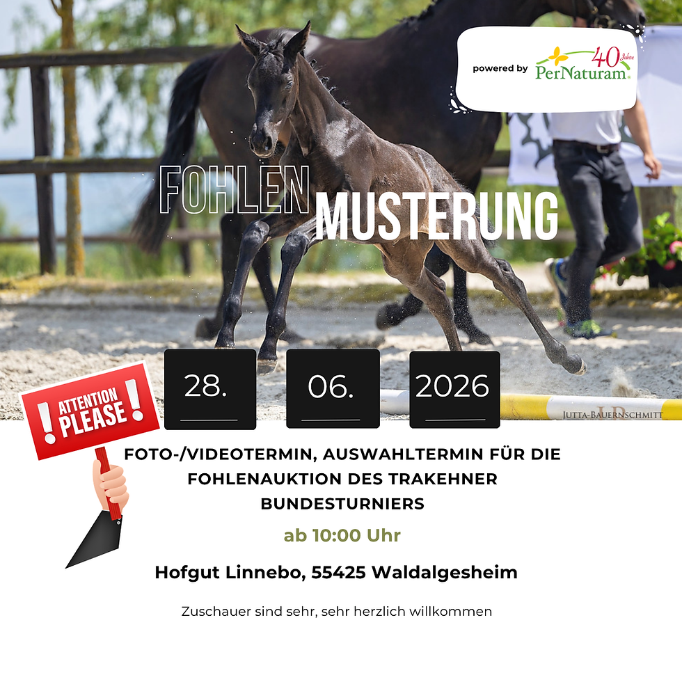 Linnebo 2026 Foto Video Fohlenmusterung
