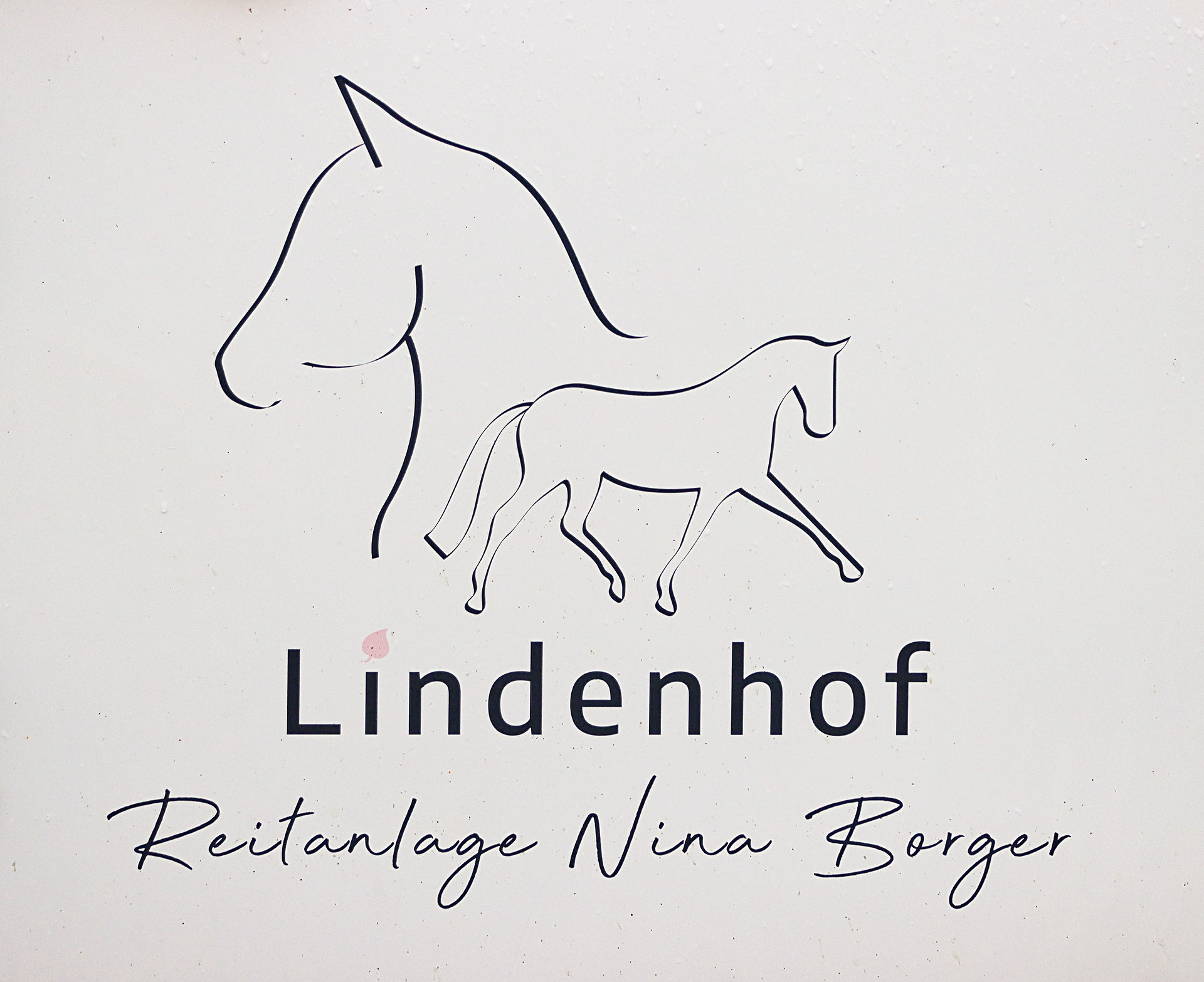 Anreiten, Ausbildung, Zucht