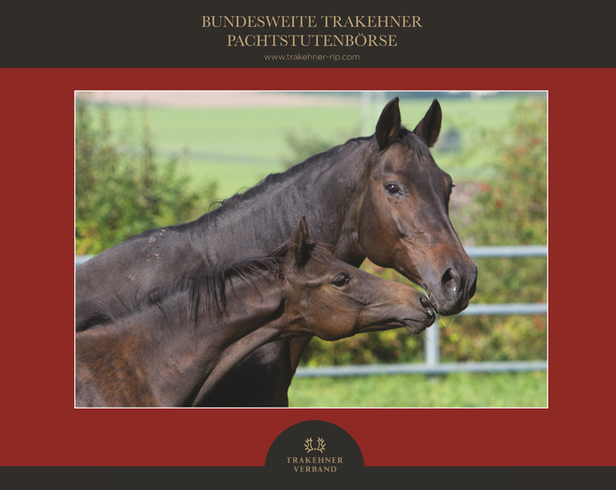 Bundesweite Trakehner Pachtstutenbörse – wir starten in die nächste Runde