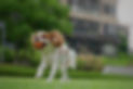 An adorable Cavalier King Charles Spaniel dog jumping and catching a ball in the park.jpg