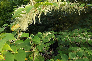 Japanese Knotweed plant Flower