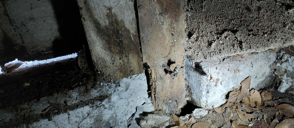 Borer in older houses.