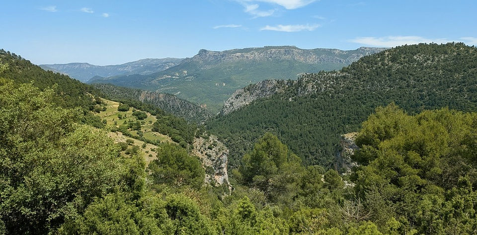 vue sur des montagnes boisées