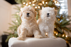 schnoodlelittertwo-172