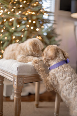 schnoodlelittertwo-202