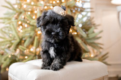 schnoodlelittertwo-161