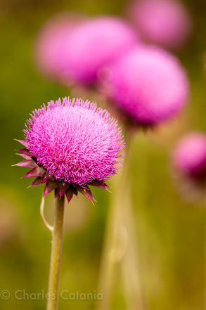 Cone_Flower_Cub_Lake_Trail_RMNP (10).jpg