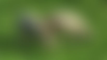 SPRÁVY Z FARMY: Prečo má ovčie mlieko nenahraditeľnú hodnotu?