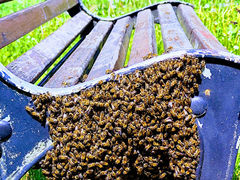 Roj včiel na sídlisku, zasahoval skúsený včelár!