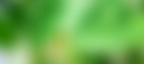 『ガジュマルくん』のお引越し