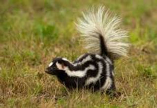 skunk.jpg